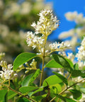 Waxleaf Privet Hedge