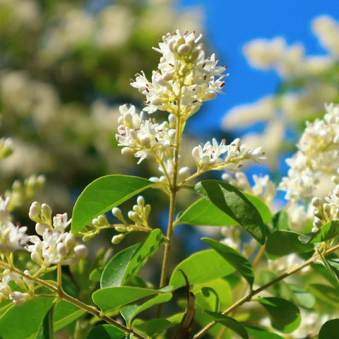 Waxleaf Privet Hedge