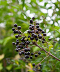 Waxleaf Privet Hedge