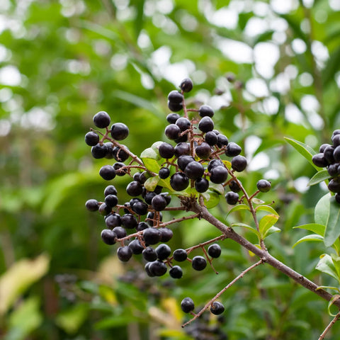 Waxleaf Privet Hedge