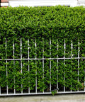 Waxleaf Privet Hedge