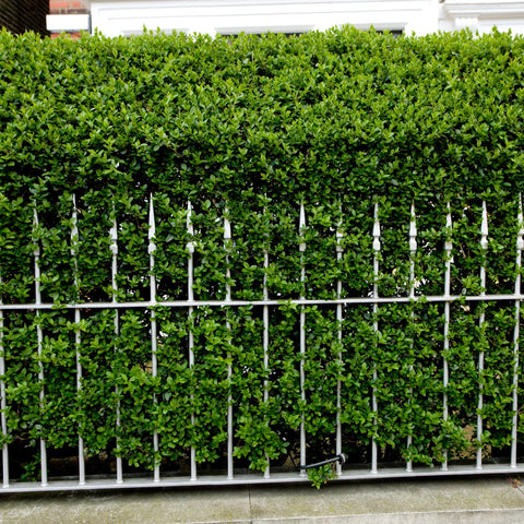 Waxleaf Privet Hedge