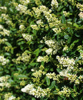 Waxleaf Privet Hedge