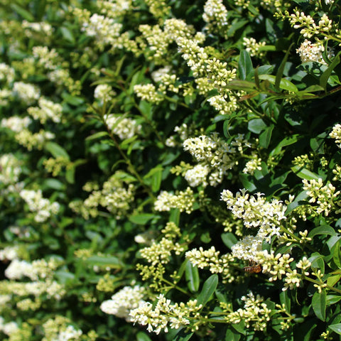 Waxleaf Privet Hedge