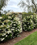 Waxleaf Privet Hedge