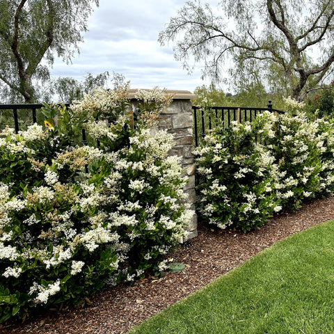 Waxleaf Privet Hedge