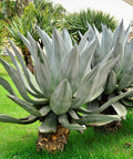 Weber Agave