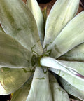 Weber Agave