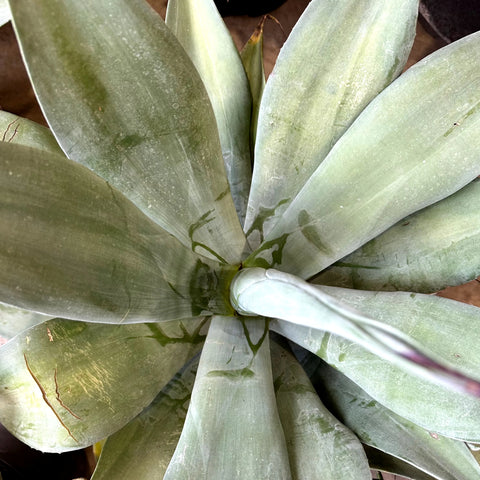 Weber Agave