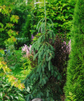 Weeping Norway Spruce