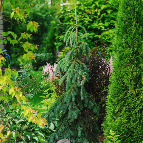 Weeping Norway Spruce