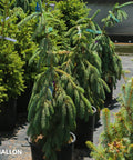 Weeping White Spruce Tree