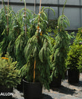 Weeping White Spruce Tree