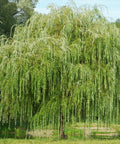 Weeping Willow Tree