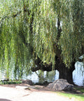 Weeping Willow Tree