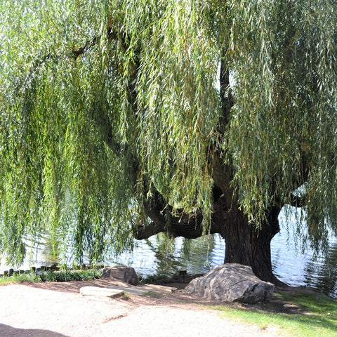 Weeping Willow Tree