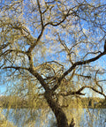 Weeping Willow Tree