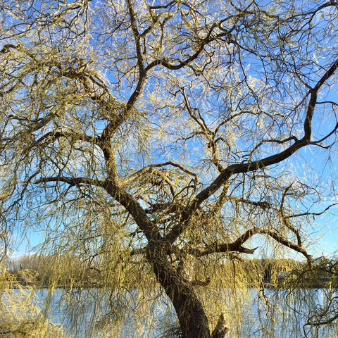 Weeping Willow Tree