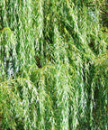 Weeping Willow Tree