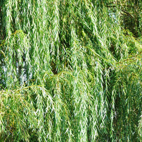 Weeping Willow Tree