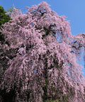 Weeping Yoshino Cherry Tree