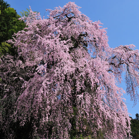 Weeping Yoshino Cherry Tree