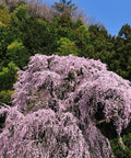 Weeping Yoshino Cherry Tree