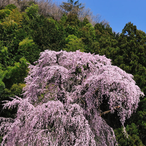 Weeping Yoshino Cherry Tree