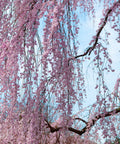 Weeping Yoshino Cherry Tree