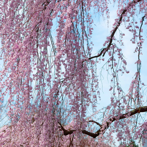 Weeping Yoshino Cherry Tree