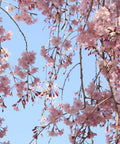 Weeping Yoshino Cherry Tree