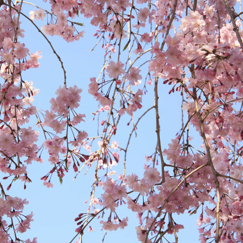 Weeping Yoshino Cherry Tree