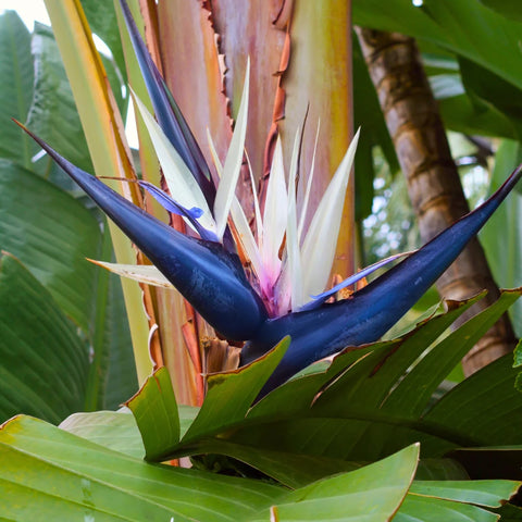 Bird of Paradise | Extra Large House Plants – Simply Trees