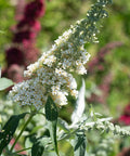 White Butterfly Bush