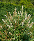 White Butterfly Bush