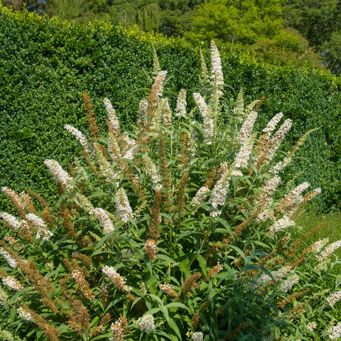 White Butterfly Bush