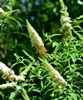 White Butterfly Bush