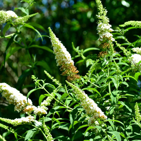 White Butterfly Bush