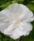 White Chiffon® Hibiscus Tree