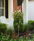 White Chiffon Hibiscus Tree