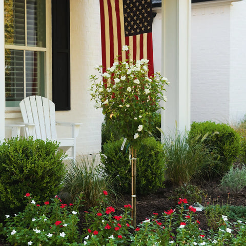 White Chiffon Hibiscus Tree