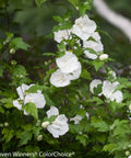 White Chiffon® Hibiscus Tree