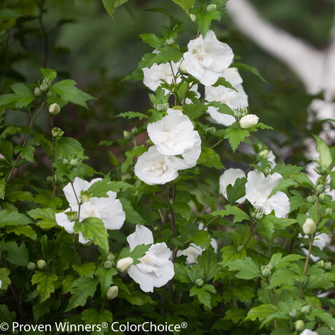 White Chiffon® Hibiscus Tree