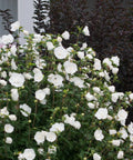 White Chiffon® Hibiscus Tree