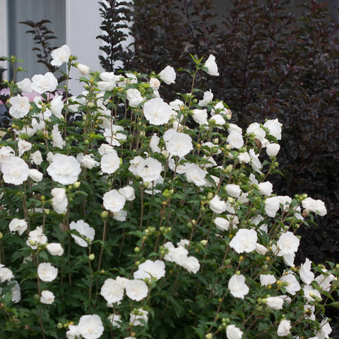 White Chiffon® Hibiscus Tree