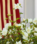 White Chiffon Hibiscus Tree