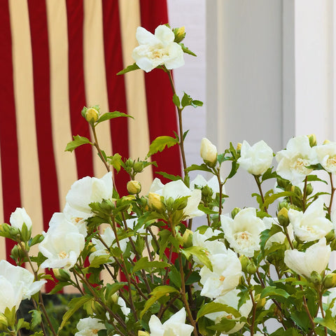 White Chiffon Hibiscus Tree