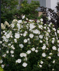 White Chiffon® Hibiscus Tree
