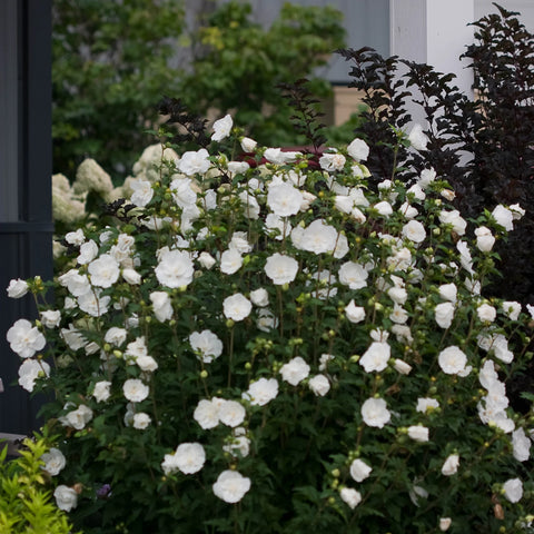 White Chiffon® Hibiscus Tree