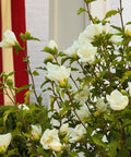 White Chiffon Hibiscus Tree